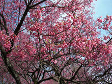 小金井公園 さくら園
