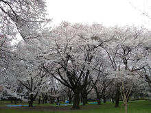 小金井公園 さくら園