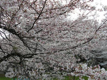 小金井公園 さくら園