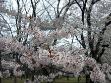 小金井公園 さくら園