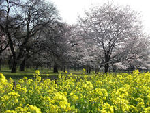 小金井公園 さくら園