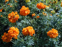 小金井公園 さくら園トイレ