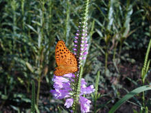 小金井公園 さくら園トイレ