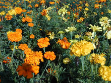 小金井公園 さくら園トイレ