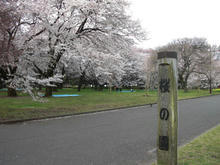 小金井公園 さくら園