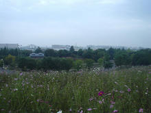 昭和記念公園　コスモスの丘