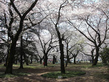 小金井公園 江戸東京たてもの園ビジターセンター前
