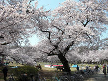 小金井公園　江戸東京たてもの園ビジターセンター前