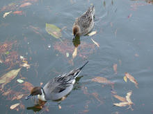 善福寺公園 中央橋