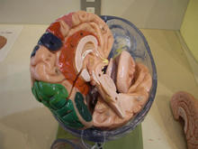 日本科学未来館 5階展示ルーム