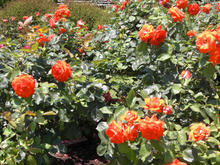 本郷給水所公苑