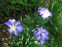 本郷給水所公苑