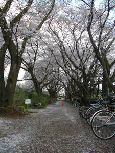 湖南菖蒲園