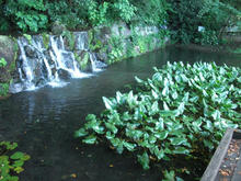下の川緑地せせらぎ遊歩道公園