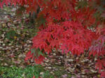 IMGP1155.JPG