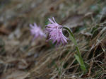 IMGP1664.JPG