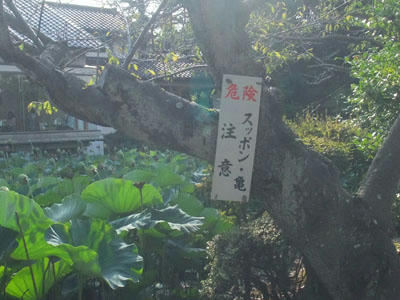 DSCF0817.jpg