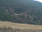 山桜