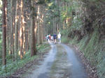 walk-su_5.jpg