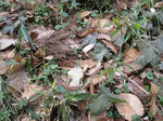 yukiwari2009_2.jpg