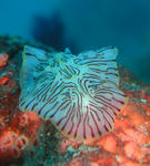 painaltupuruumiusi1027.JPG