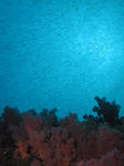 kibinago0322.JPG