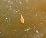 akakisewata.JPG