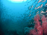 mure0606.JPG