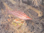 kuda719.JPG