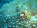 DSC06104.JPG