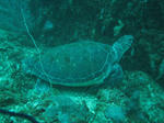 IMG_1554.JPG