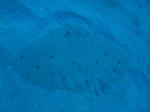 tubakurohosika.JPG