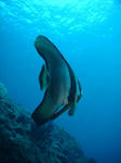 tubamenakiri.JPG