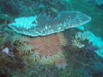 onihi111.JPG