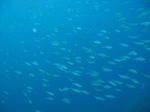 isaki0211.JPG
