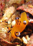 pika0211.JPG