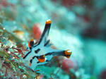 tuno0211.JPG