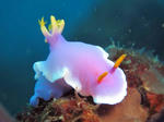 sinderera0217.JPG