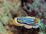 siraito0217.JPG