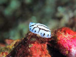 tatesujiibo0217.JPG