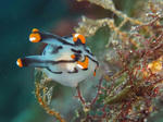 tuno0218.JPG