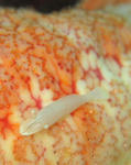 hito0303.JPG