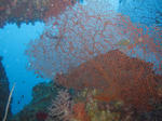 a-ti0302.JPG