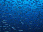 isaki03043.JPG