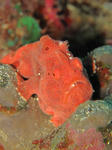 kaeru03041.JPG