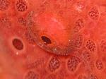 kaeru03042.JPG