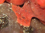 kaeru03043.JPG