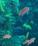 sujihana0308.jpg