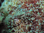 zebura0314.JPG
