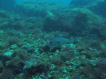 74d69051.JPG